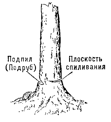 Приемы валки деревьев