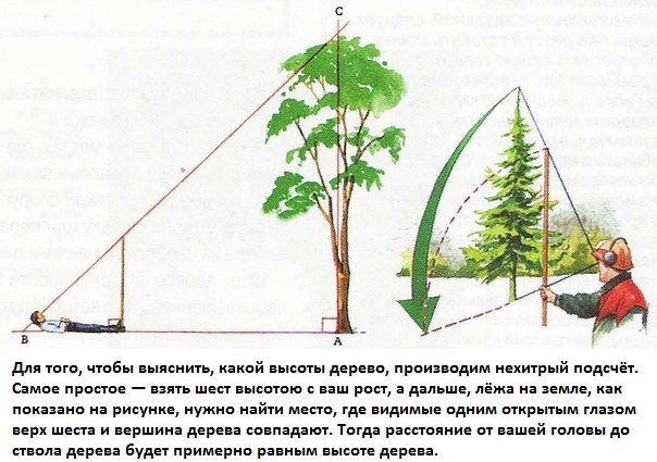 Определение высоты дерева