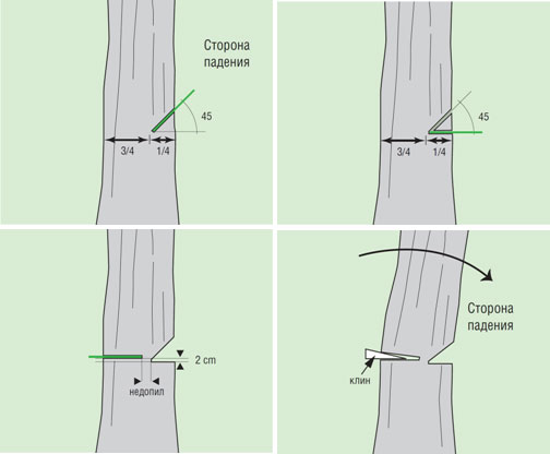 Схема валки дерева дерева