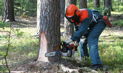 Спиливание дерева бензопилой